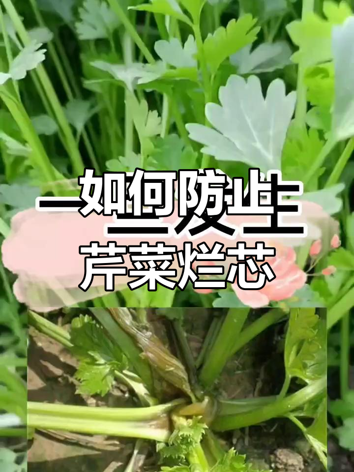 芹菜烂心原因及防治方法,补钙硼不可忽视