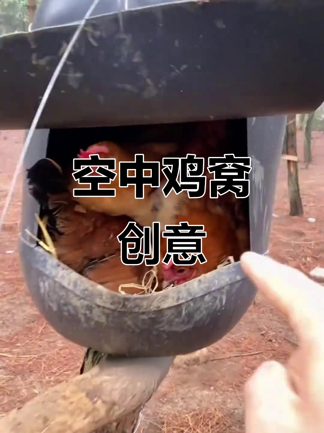 悬空鸡窝设计,巧妙利用树干打造独特别墅