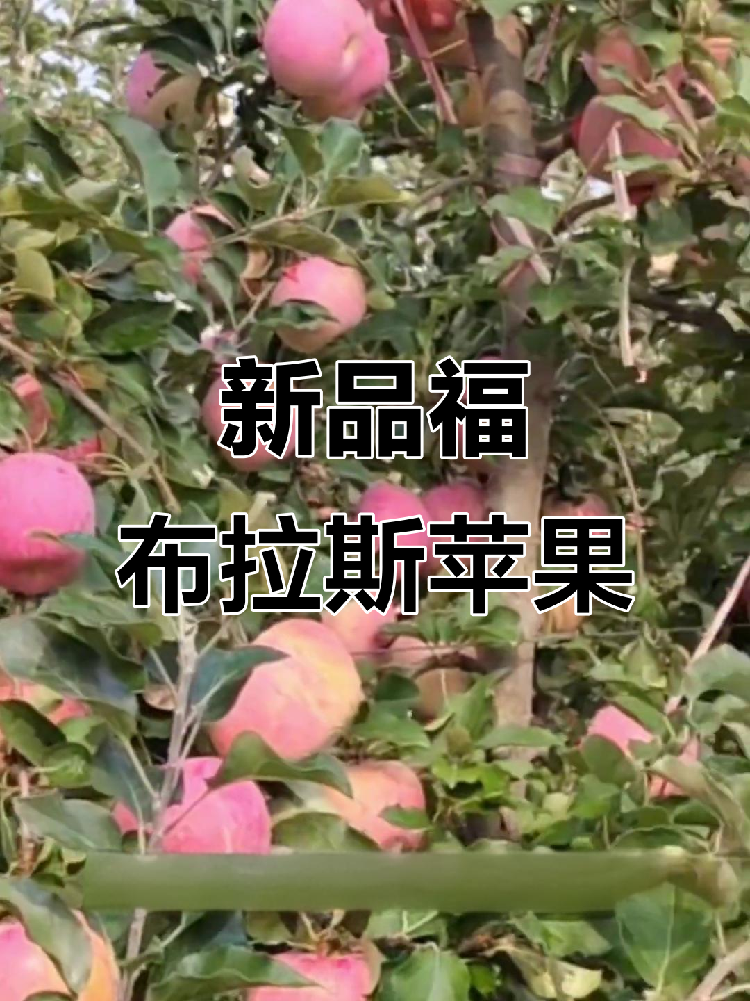 福布拉斯苹果:欧洲引进新品种,浓红宝石条纹惊艳登场