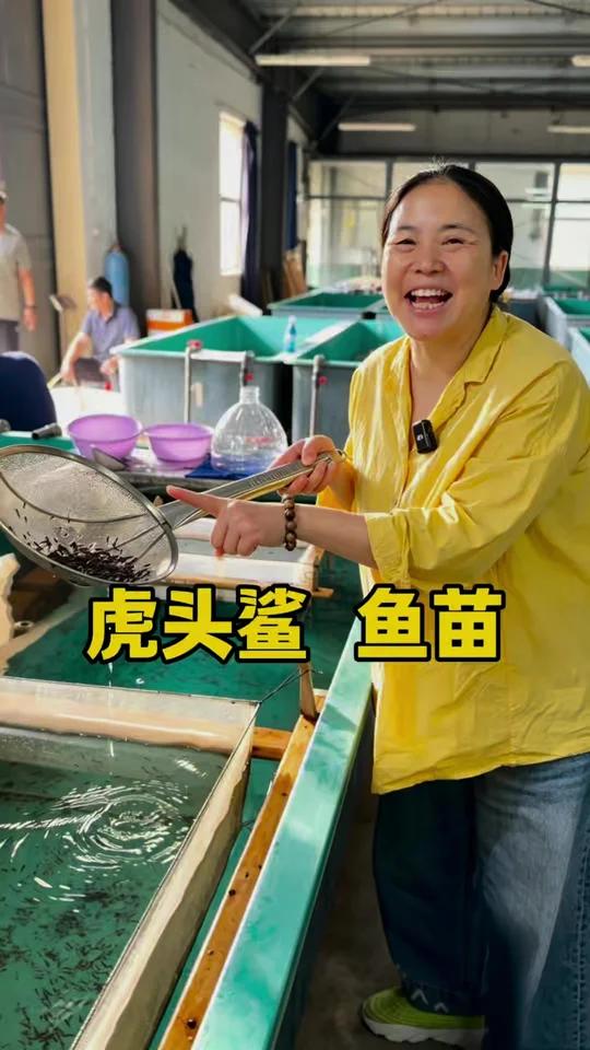 这一勺1300条，这就是虎头鲨鱼苗！