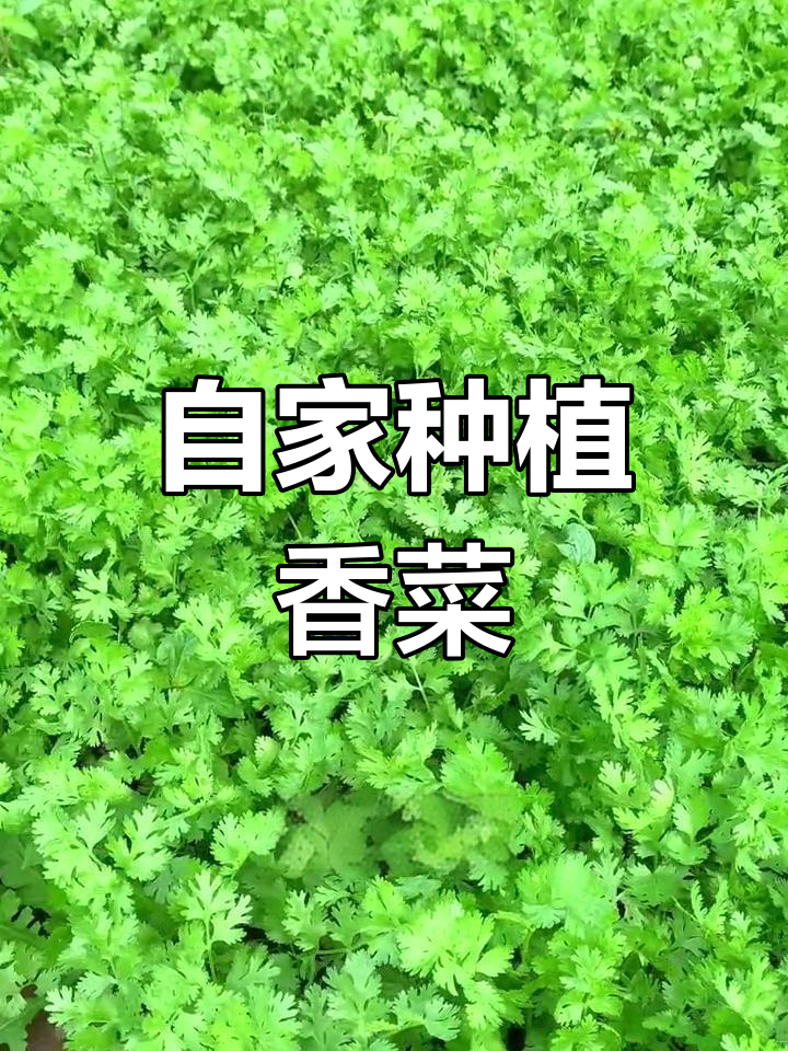 告别高价香菜,家里种轻松收获,种子撒下去吃不完!