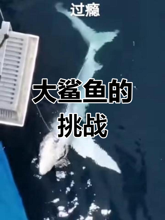 钓到大鲨鱼,牙齿超多!拉都拉不动