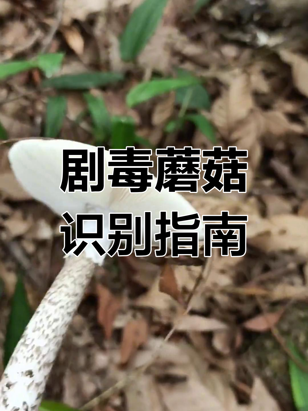 16种剧毒鹅膏菌,球状体特征警示