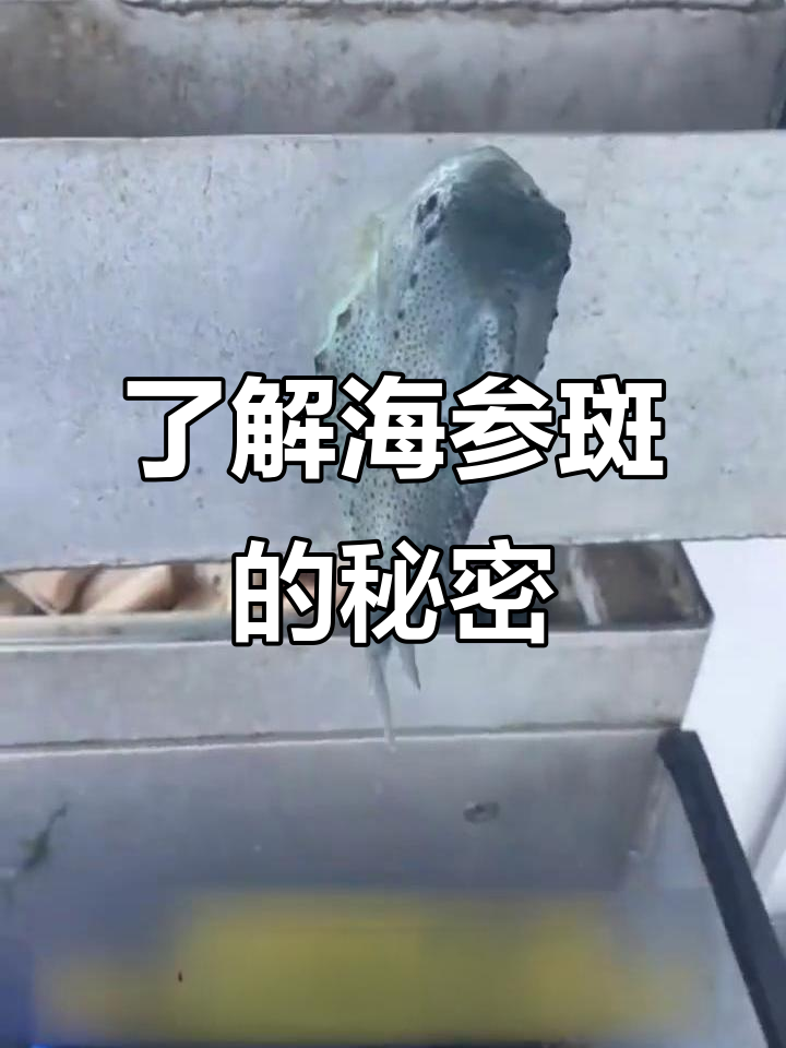 海参斑:吃海参长大的鱼?揭秘这种神奇小鱼