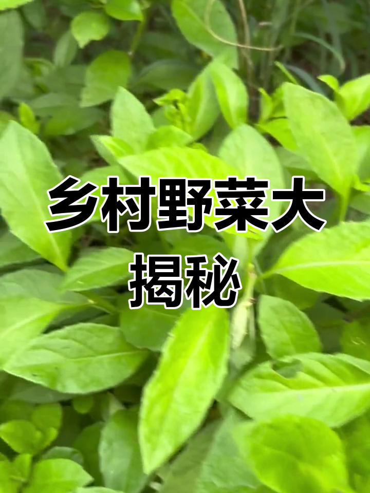 农村几十年没吃过的美味,竟然是这种野生蔬菜!