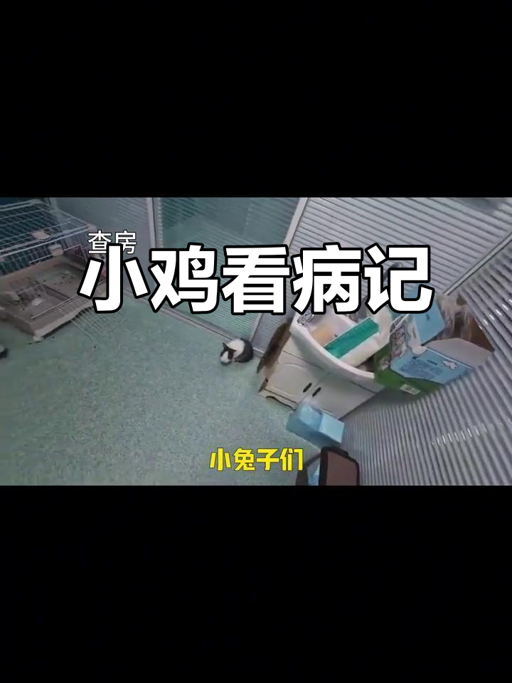 小鸡生病了，医生来检查！