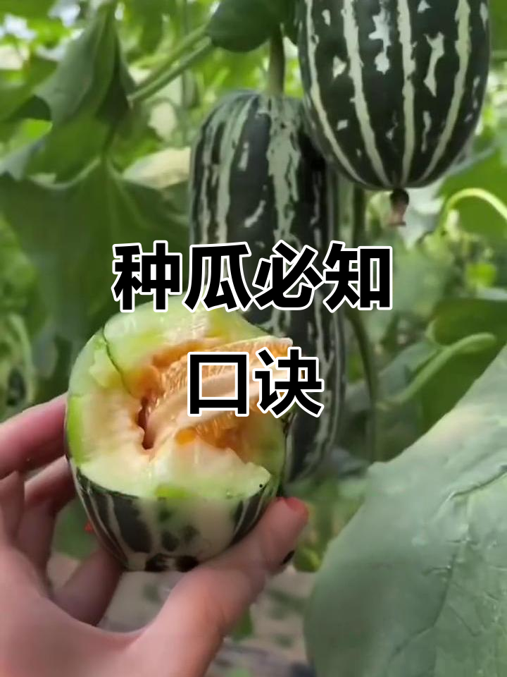 瓜类蔬菜种植技巧:从选地到摘瓜全攻略