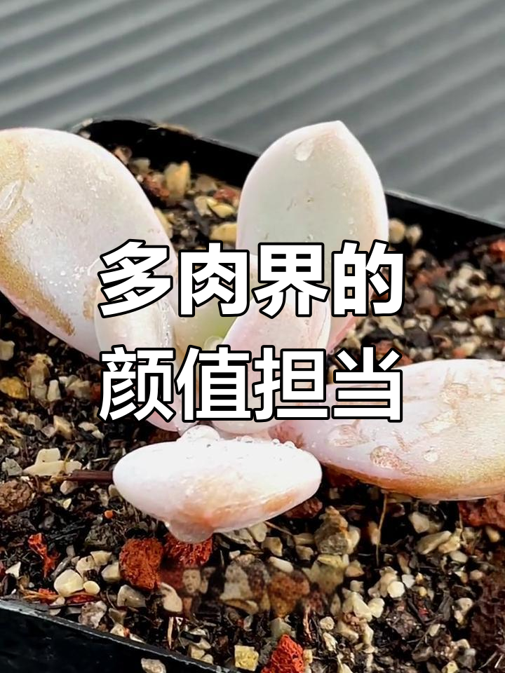 粉色兔子耳朵的多肉植物,萌态十足!