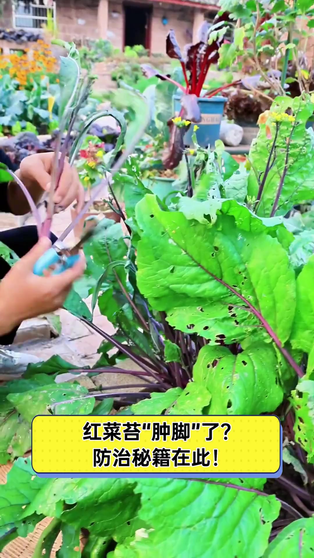 红菜苔“肿脚”了?防治秘籍在此!