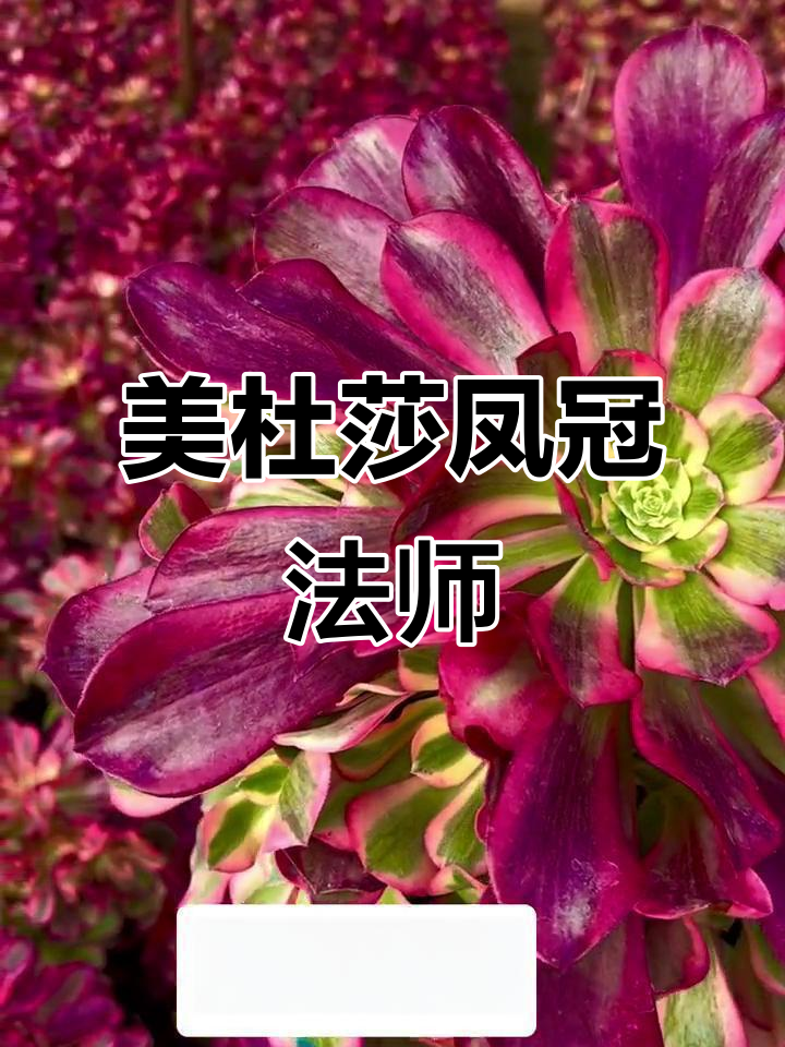 凤冠法师:美杜莎优选锦,多肉系列新宠