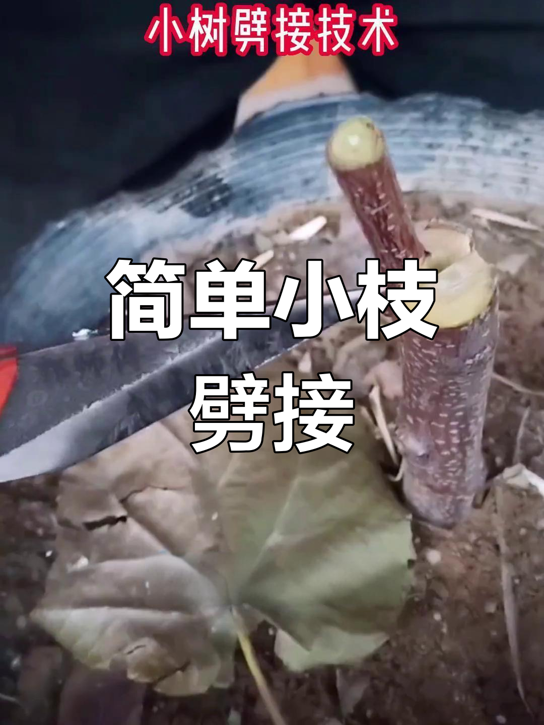 小枝劈接技巧,轻松掌握嫁接方法