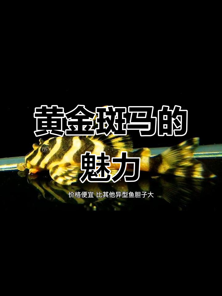 黄金斑马,价格亲民,适合新手观察欣赏!
