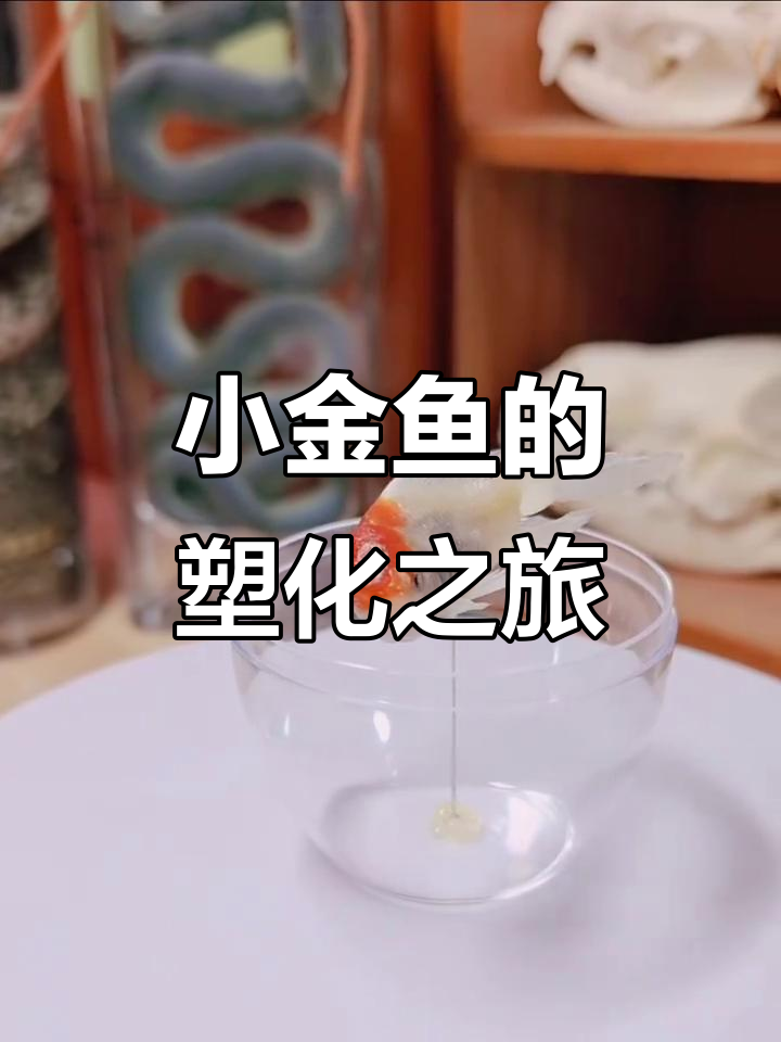 小金鱼塑化标本制作揭秘,过程竟然这么有趣!