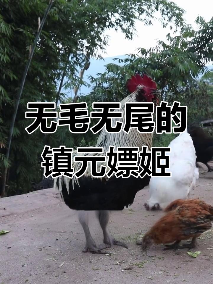 镇沅瓢鸡:无尾无毛,云南特色遗传资源