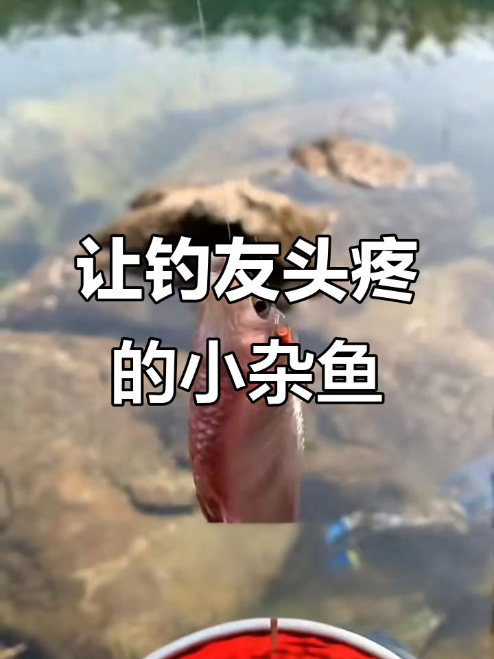 钓鱼人最讨厌的五种小杂鱼,看看你中意哪种?