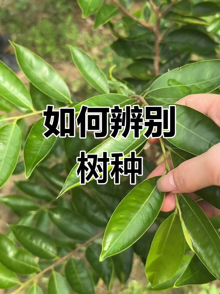 分辨树品种的秘密:从叶子开始