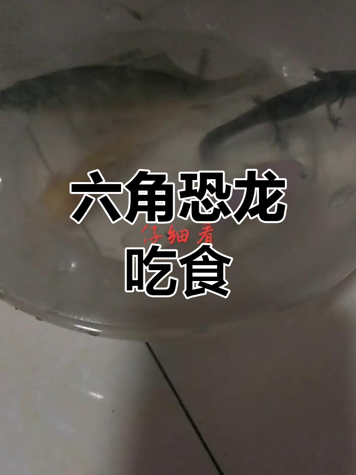六角恐龙鱼捕猎小鱼虾
