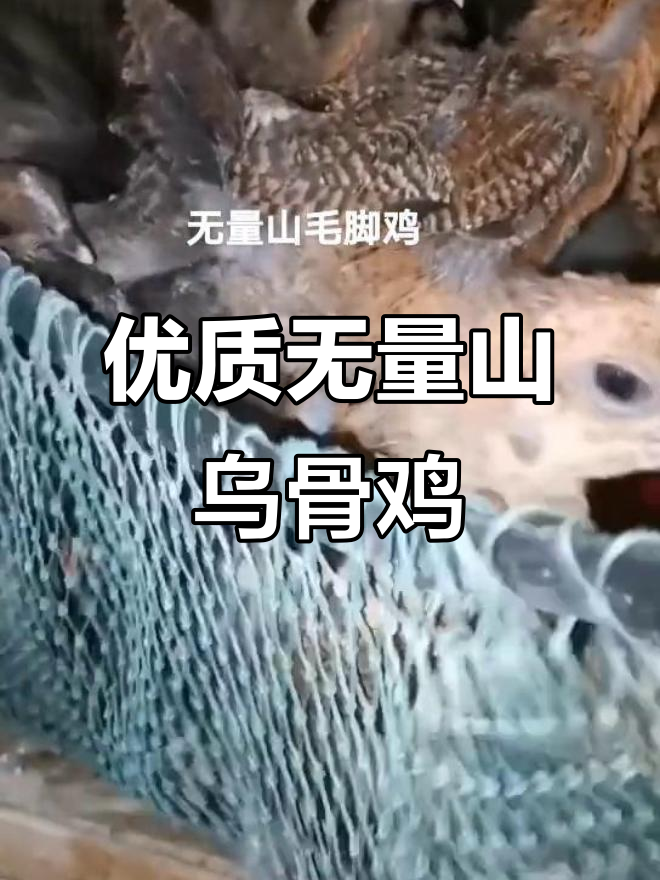 无量山毛脚乌骨鸡,优质脱温鸡苗助力养殖人
