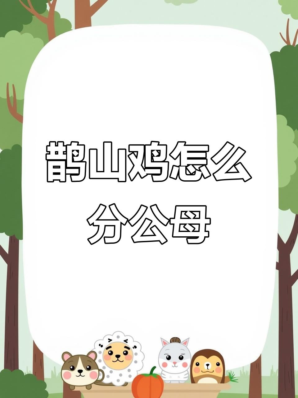 鹊山鸡:稀有美丽品种,如何分辨公母?