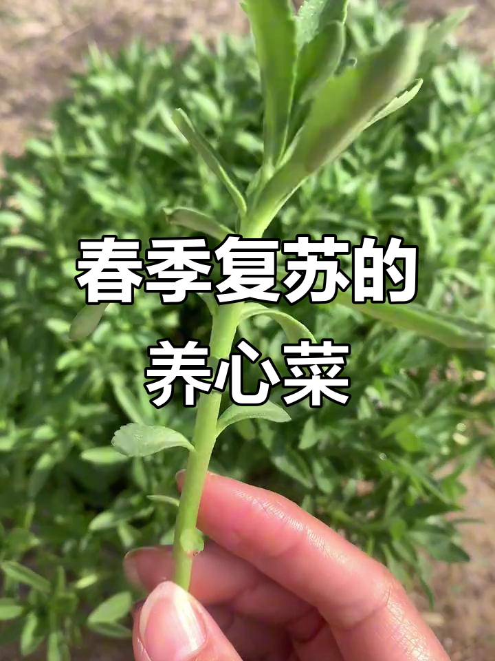 高钙养心菜，冬季枯萎后春日重生，盆景美丽又实用