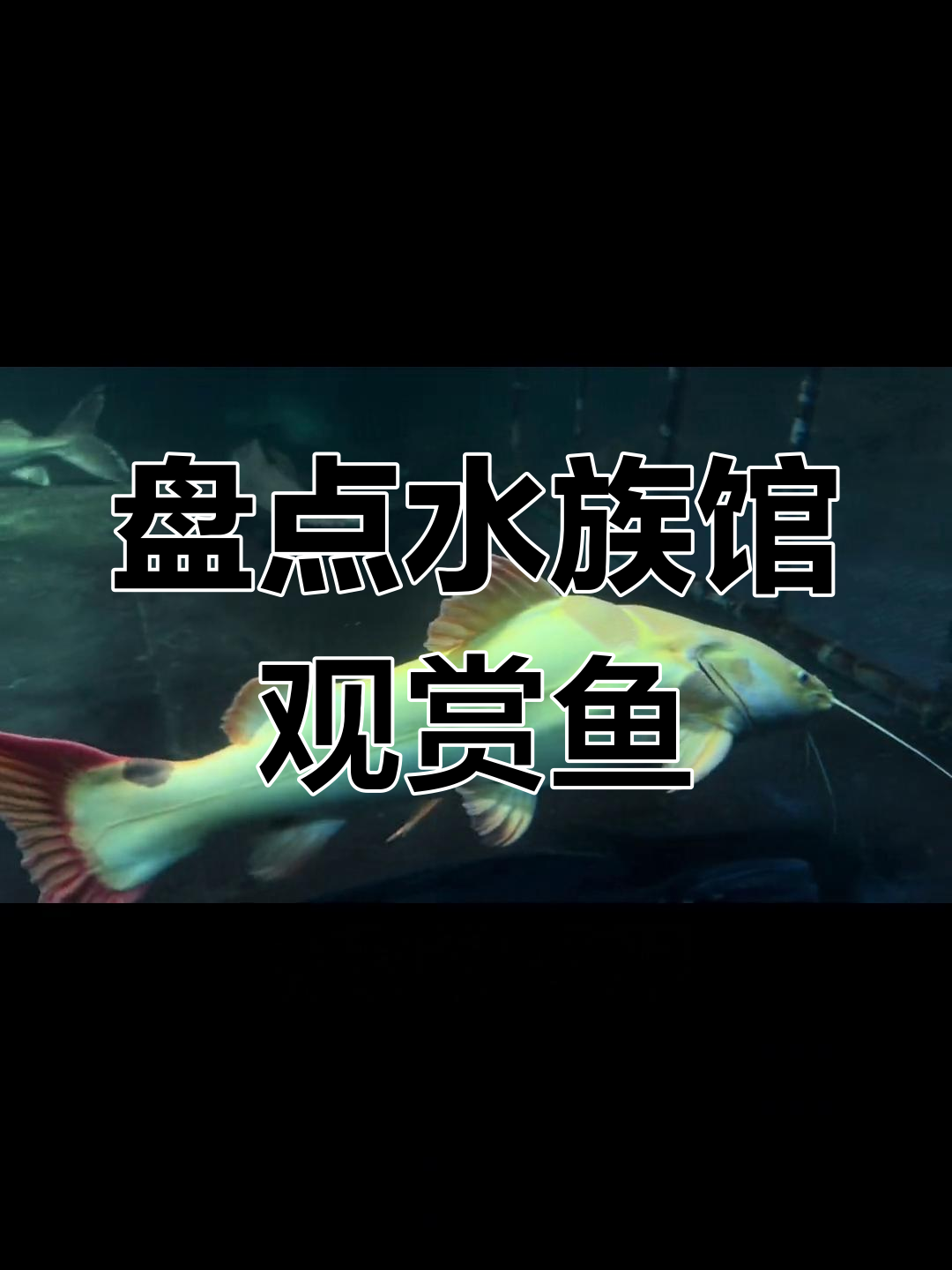 水族馆里的那些鱼,有些你可能没见过的品种