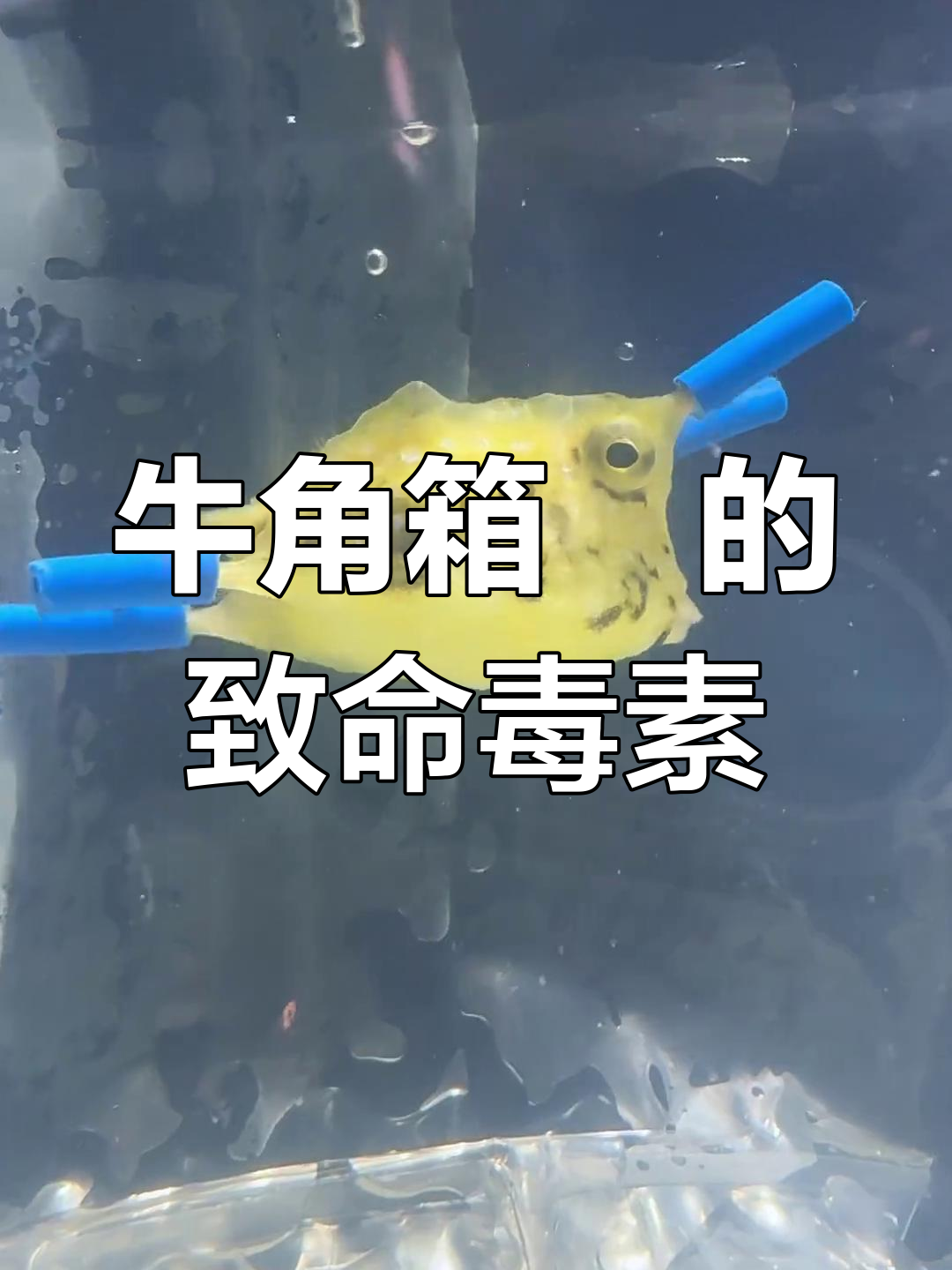 牛角箱鲀放毒自残,竟然是这样!