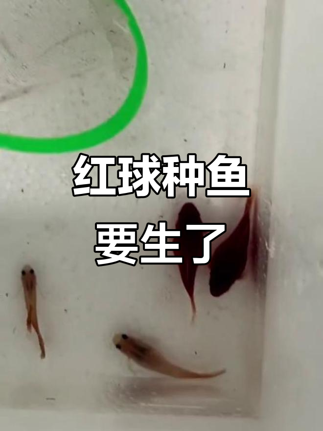 红球鱼大肚子,快生啦!看这圆滚滚的肚皮