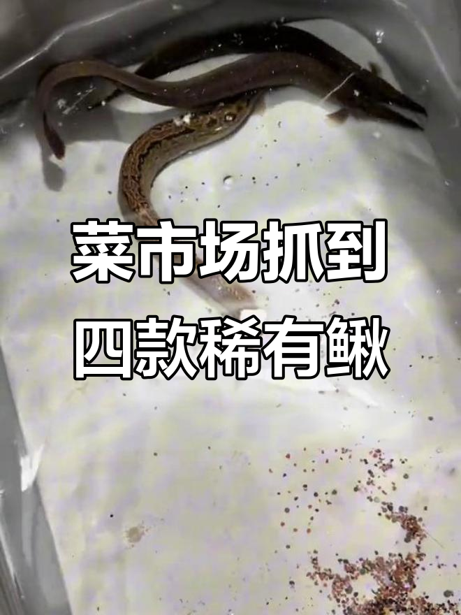菜市场野采大揭秘,美丽小条鳅等四种珍稀鱼种亮相