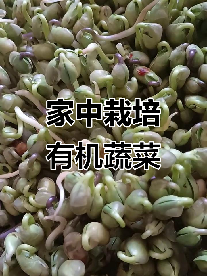 只需喷水,家里轻松种出健康有机芽菜!