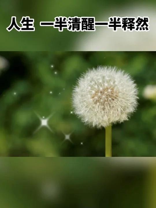 魅力中草药每日一药之蒲公英,全景展示药材从田间到药房的生命历程!药为医之魂,药材好、药才好