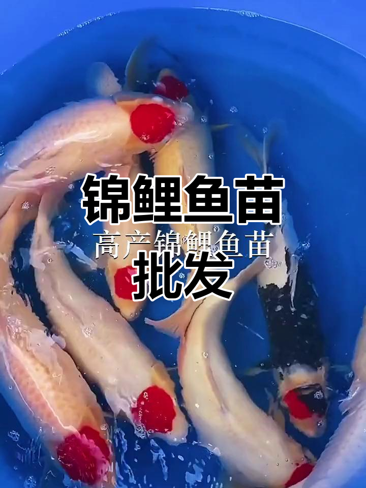 优质锦鲤鱼苗,批发供应各地