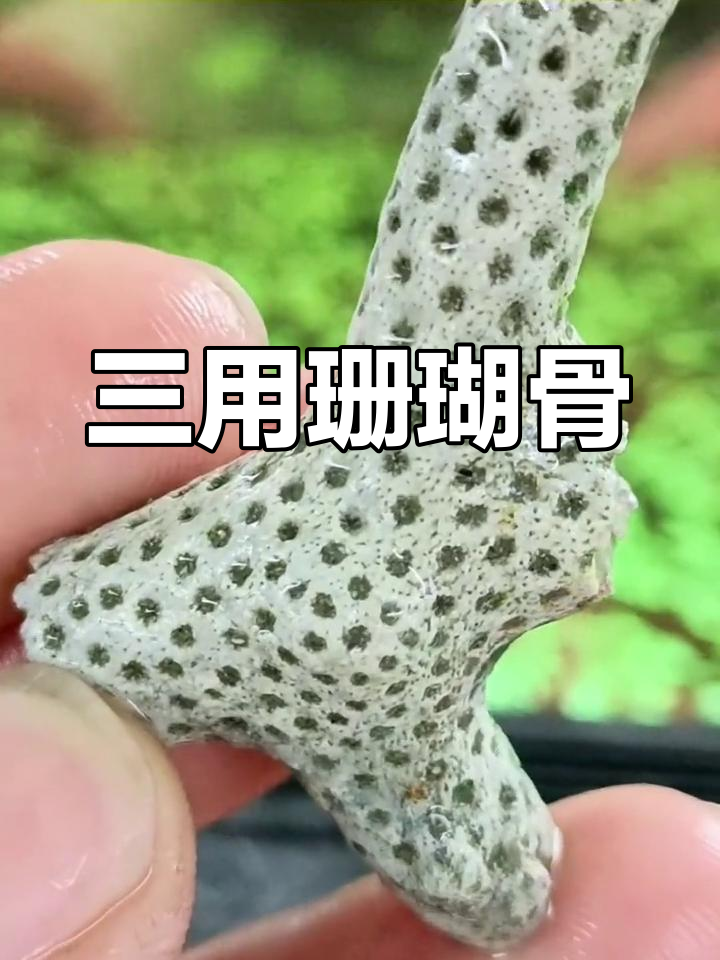 珊瑚骨三合一,美化鱼缸、调节pH值,无害又实用