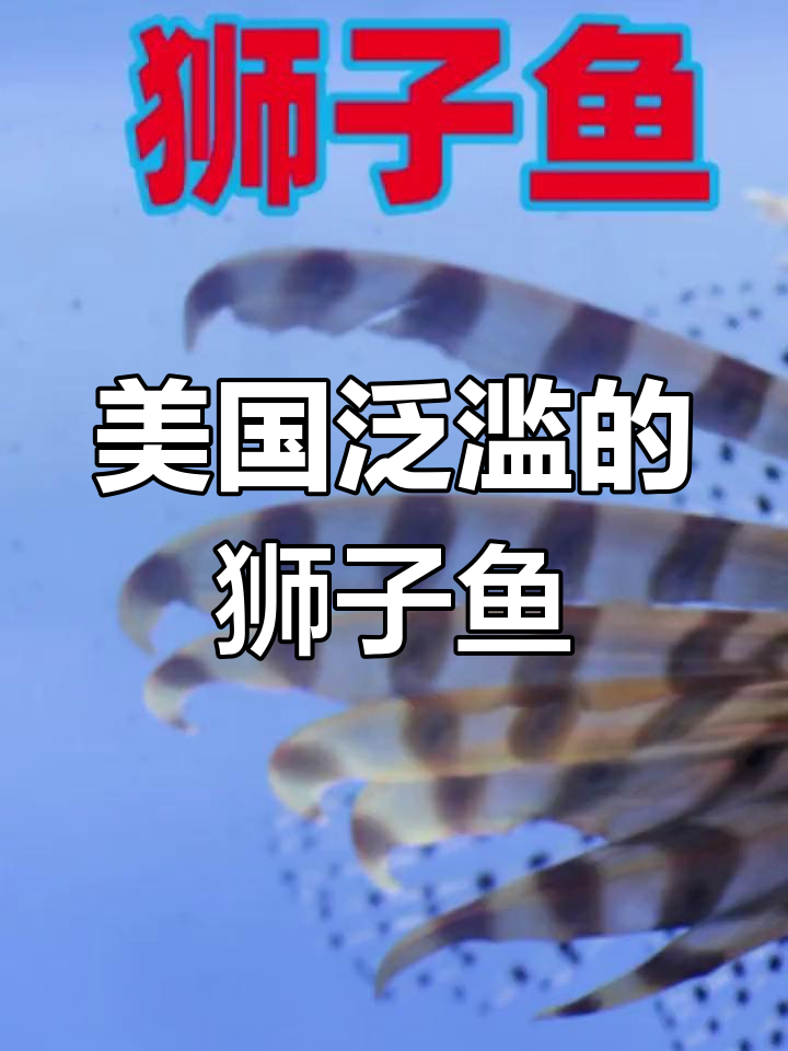 狮子鱼如何从原产地被逼到美洲,成为浅海小霸王