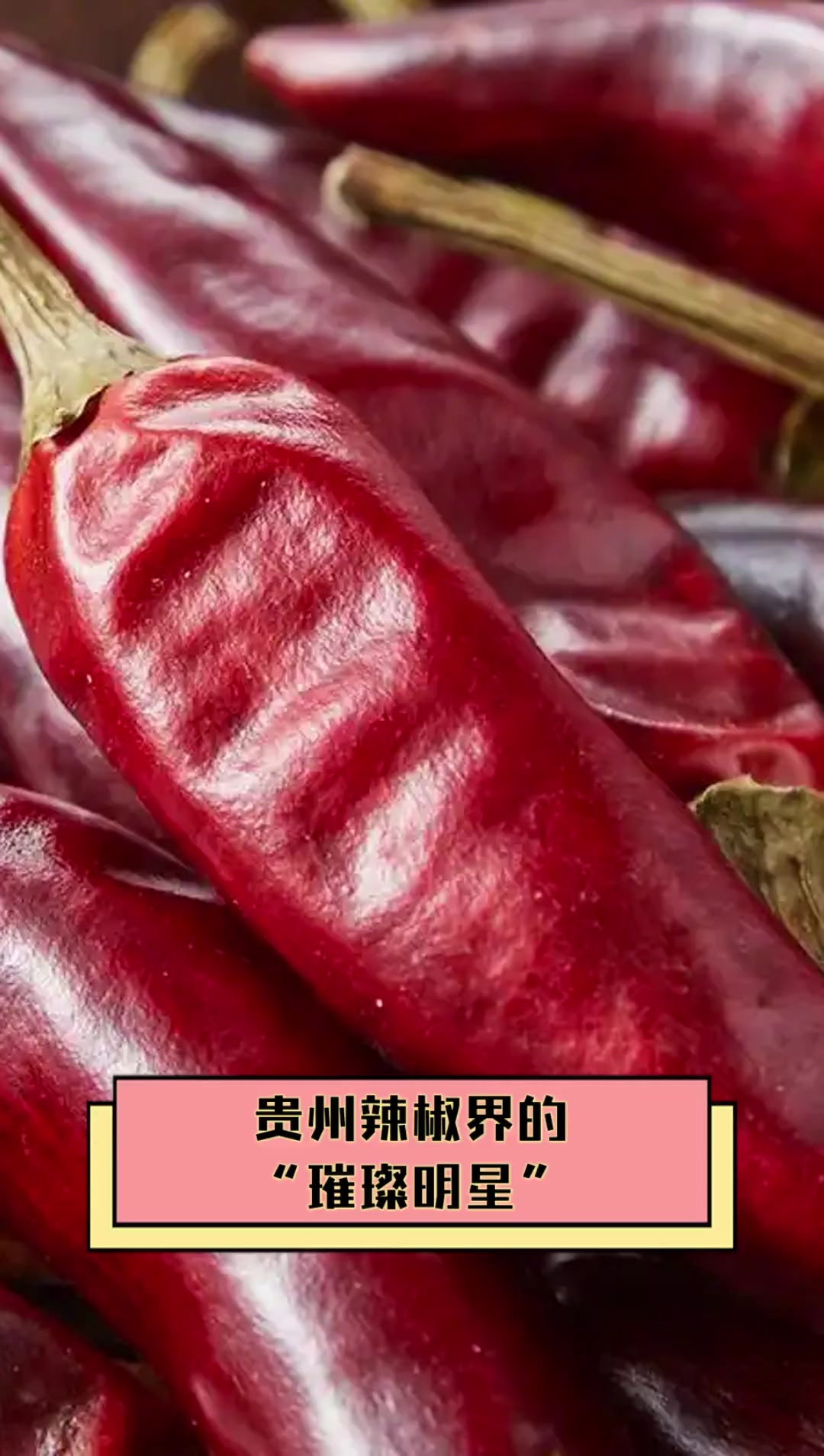 贵州辣椒界的“璀璨明星”