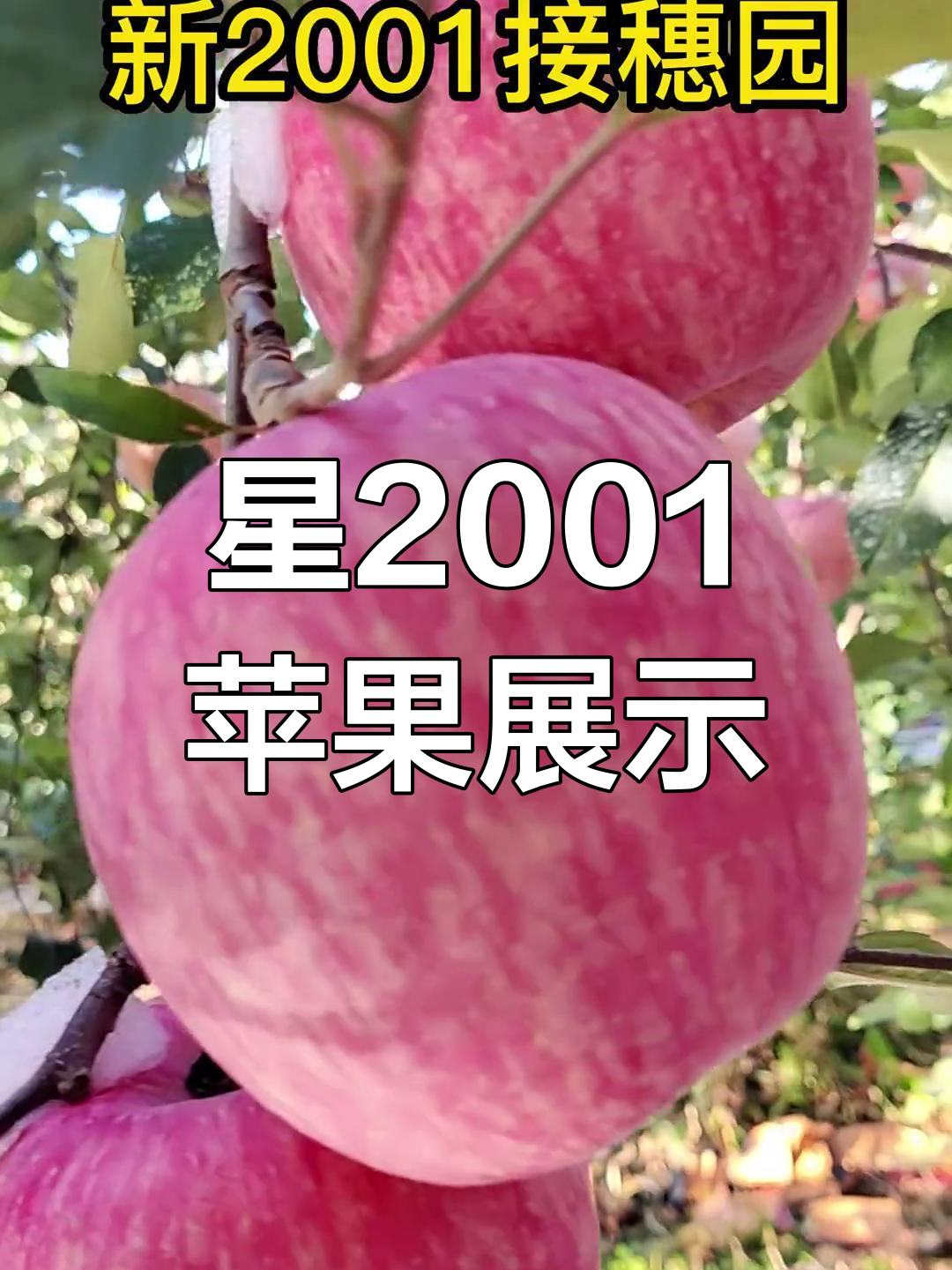 新201苹果品种实拍,白底宽条鸡血红
