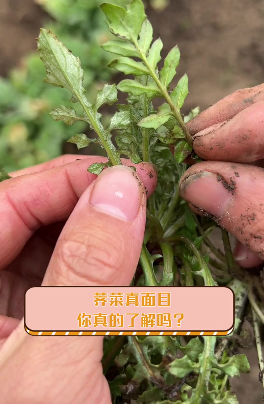 荠菜真面目,你真的了解吗?