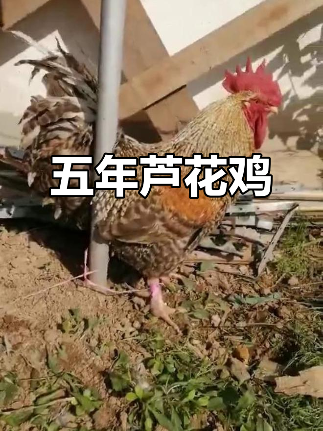 五年芦花大公鸡,毛色惊艳!今晚就吃它了