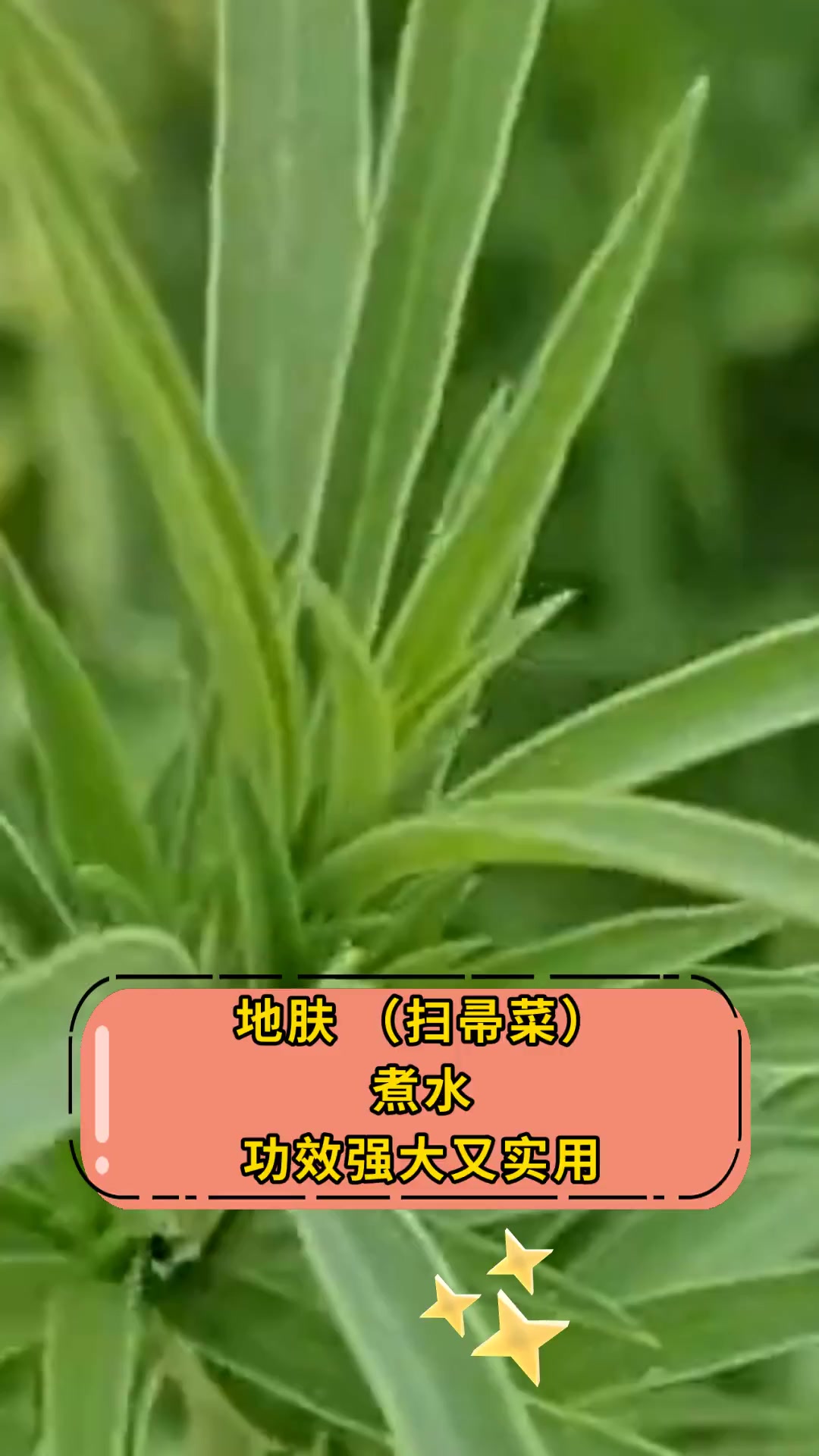 地肤,(扫帚菜),煮水,功效强大又实用