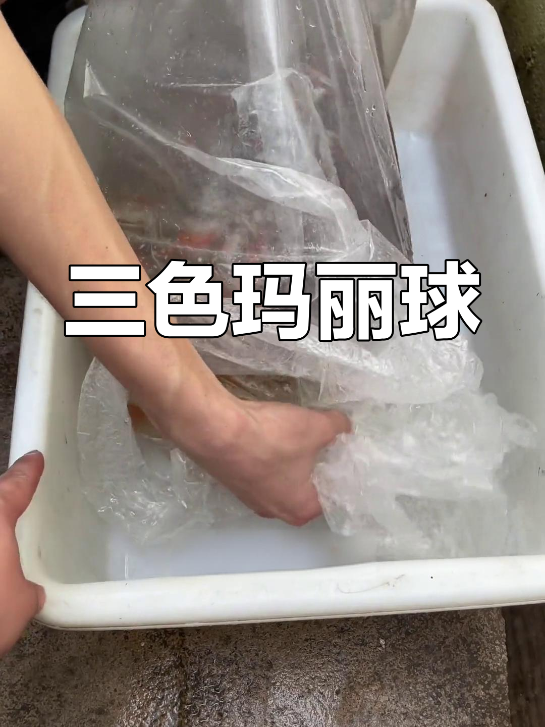 三色玛丽球鱼,温和易养