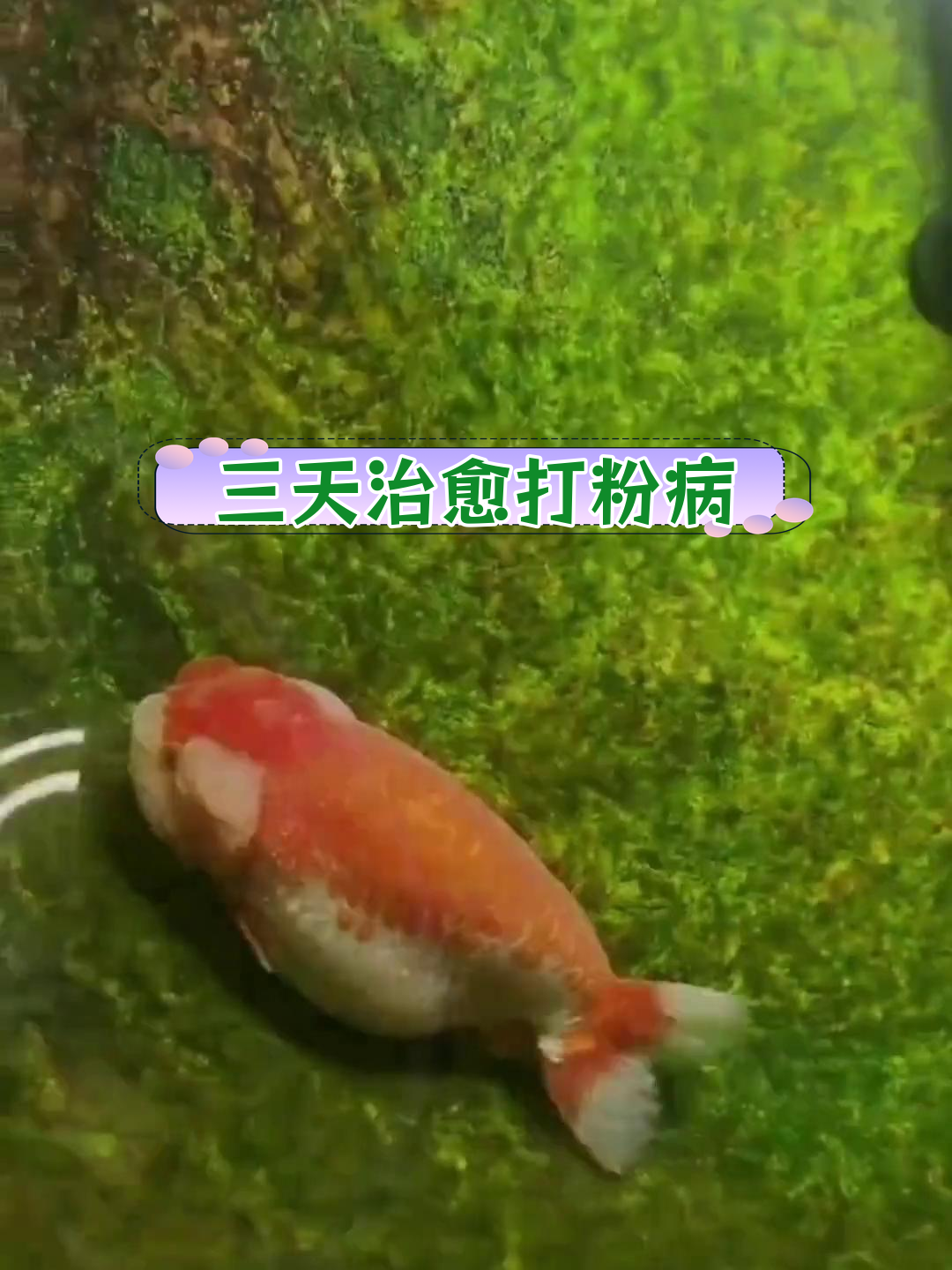 冬春交替水温低,鱼缸水质跌酸引发打粉病,三天治愈方法