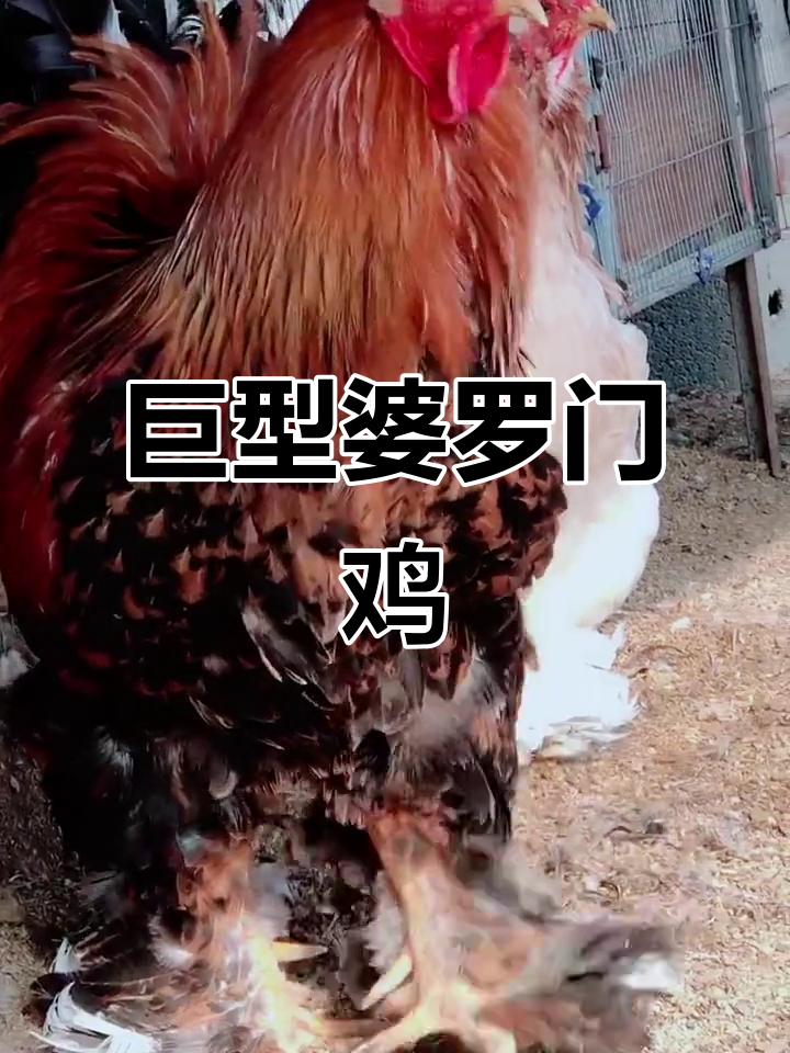婆罗门鸡:比普通白条大十倍,能长到1.2米高
