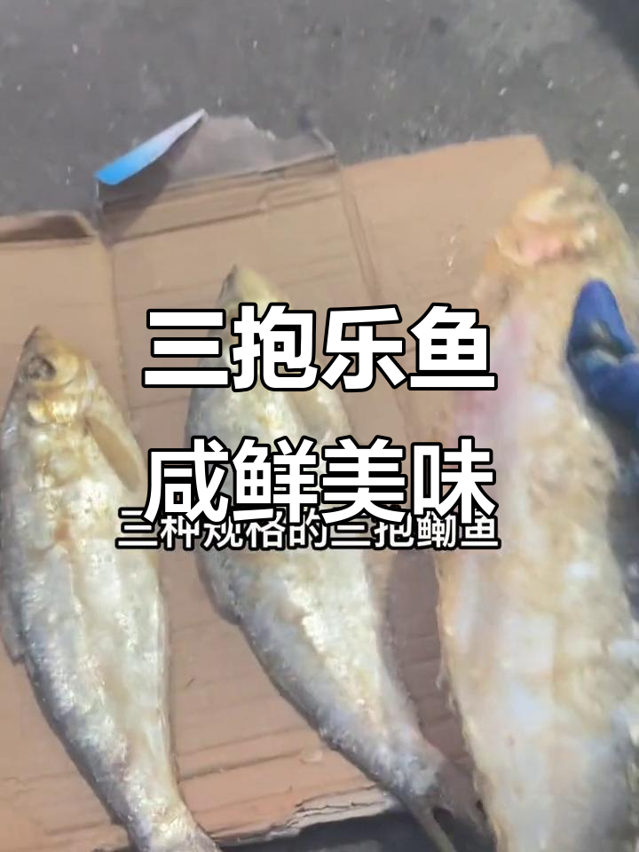 舟山特产三抱鳓鱼,送礼佳选!