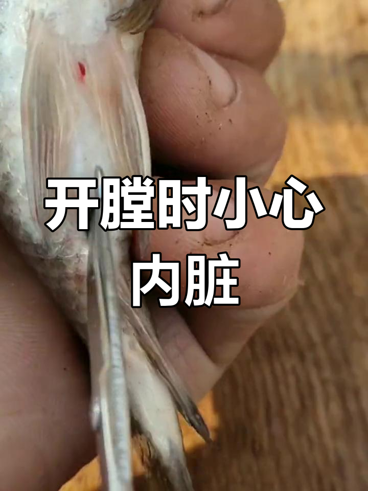 鲫鱼开膛技巧,避免内脏损伤