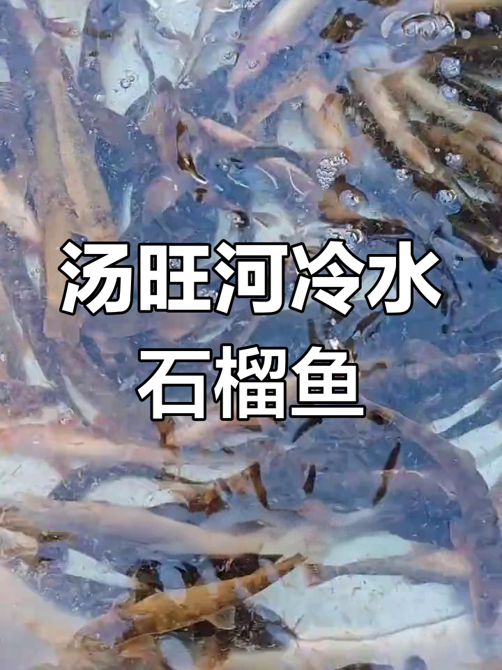 东北冷水河石榴鱼,刚捞出来油炸酱焖超美味