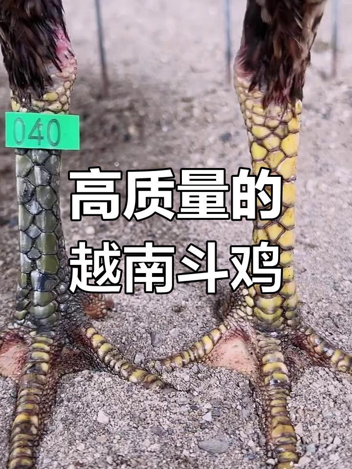 越南斗鸡场惊现“阴阳脚”灰鬼母,质量超乎想象