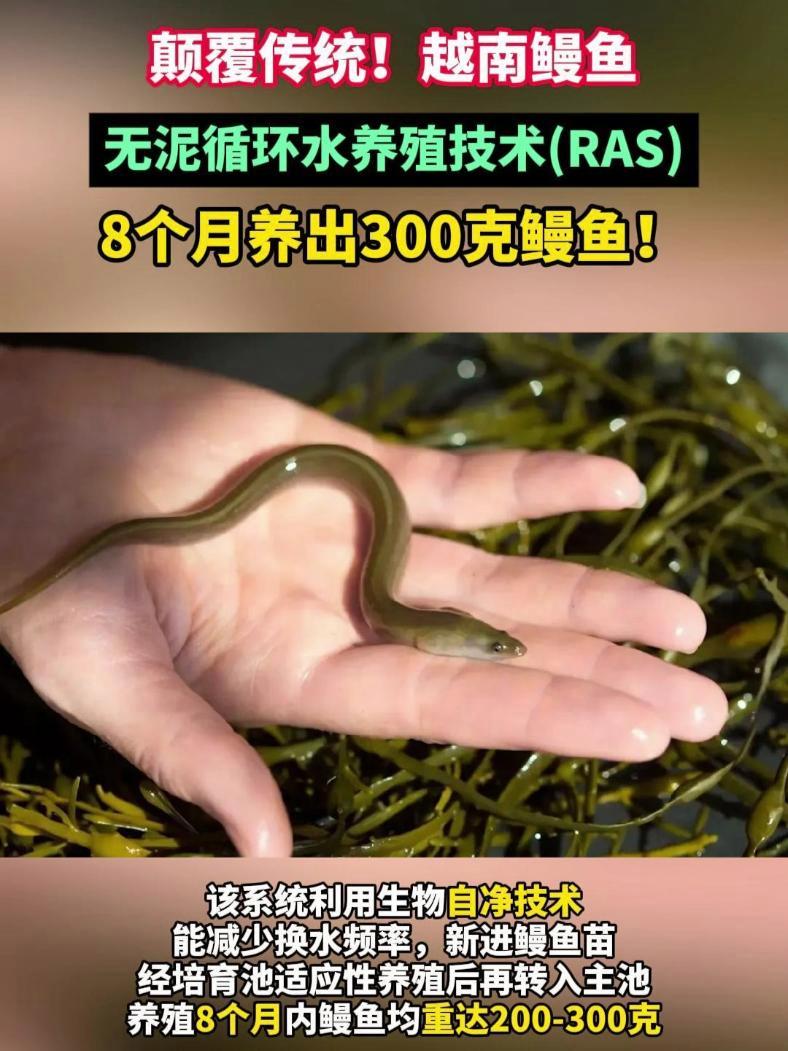 颠覆传统!越南鳗鱼无泥循环水养殖技术(RAS),8个月养出300克鳗鱼!越南鳗鱼 鳗鱼养殖