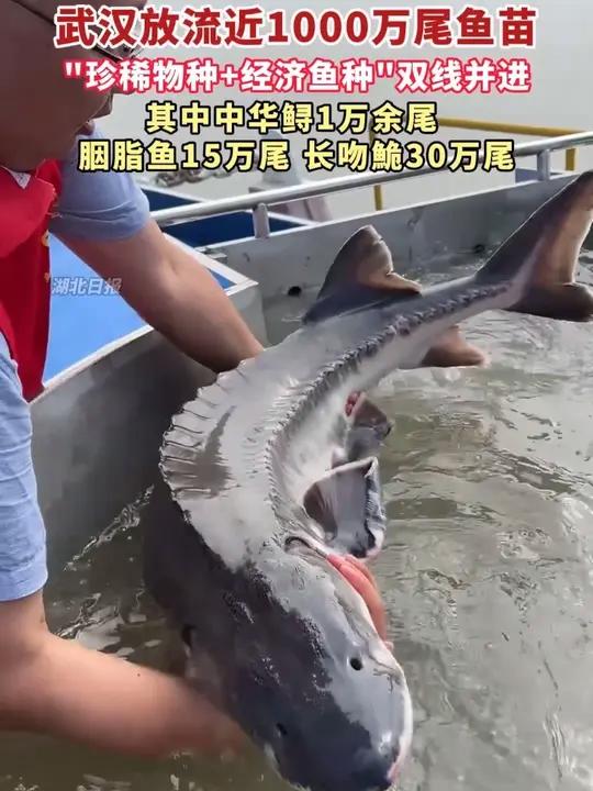 6月6日全国放鱼日,武汉放流近1000万尾鱼苗,以“珍稀物种+经济鱼种 ”双线并进,推动长