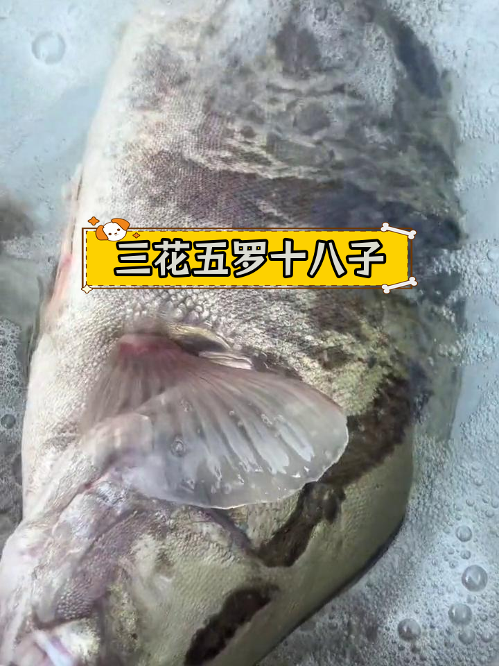 渔民必知:三花五罗十八子全解析