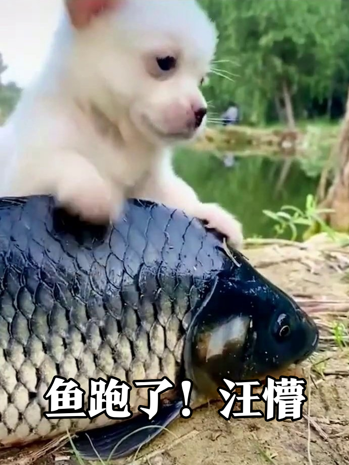 小狗抱大鱼当枕头，下秒鱼溜了：本汪emo了！