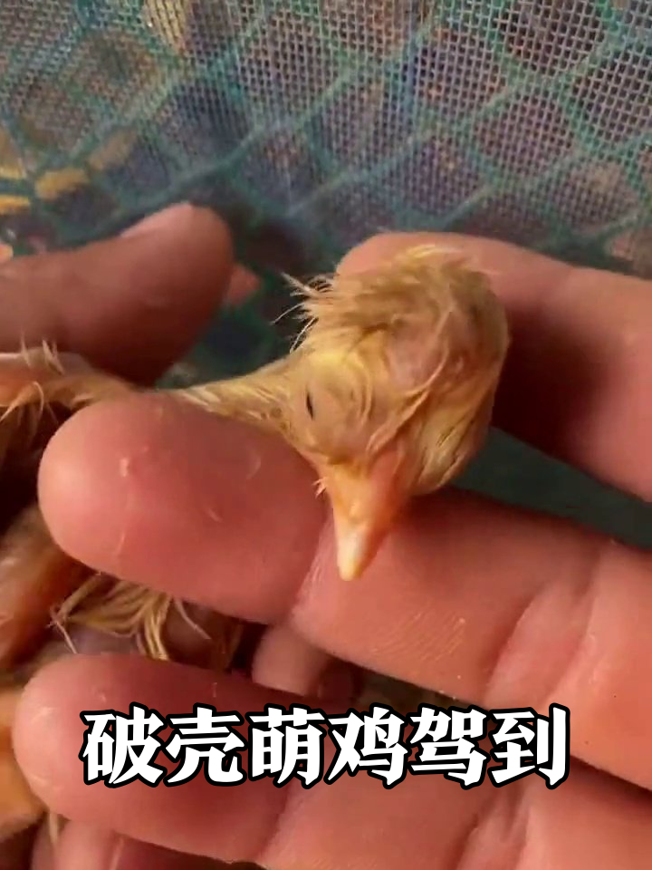 小鸡破壳全过程：从赖床到萌翻，毛茸茸小团子太治愈了！